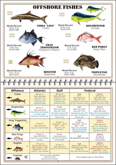 Florida Saltwater Fish Identification Book with FWC Rules, Regulations, Limits, and Sizes with 90+ Marine and Shark Photographs, Waterproof Fishing Guide, Angler and Fishermen Booklet, Blue