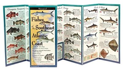 Fishes of the Southeast Atlantic Coast: Folding Guide (Foldingguides)